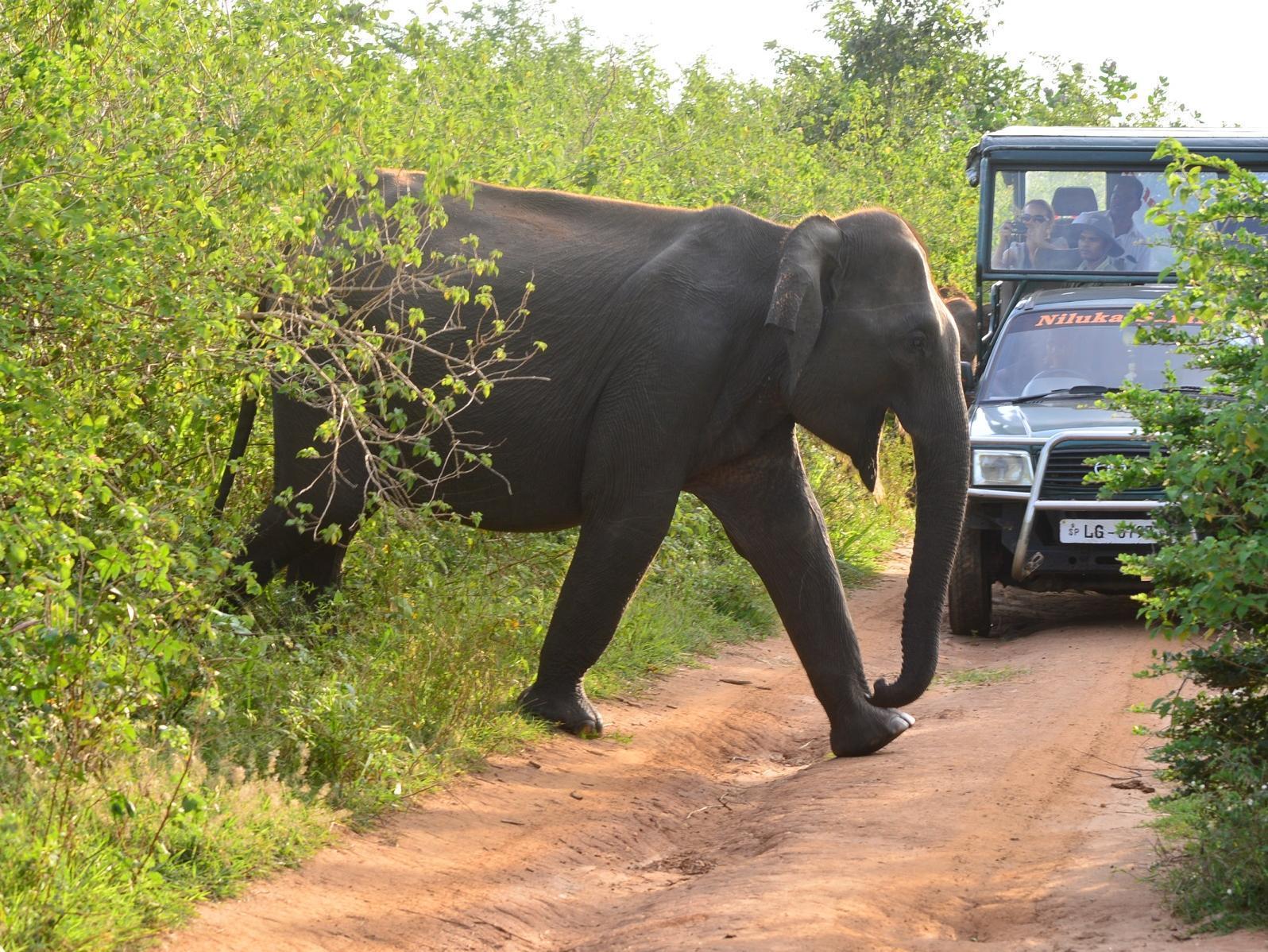 Wild Trails Udawalawe Hotel Luaran gambar